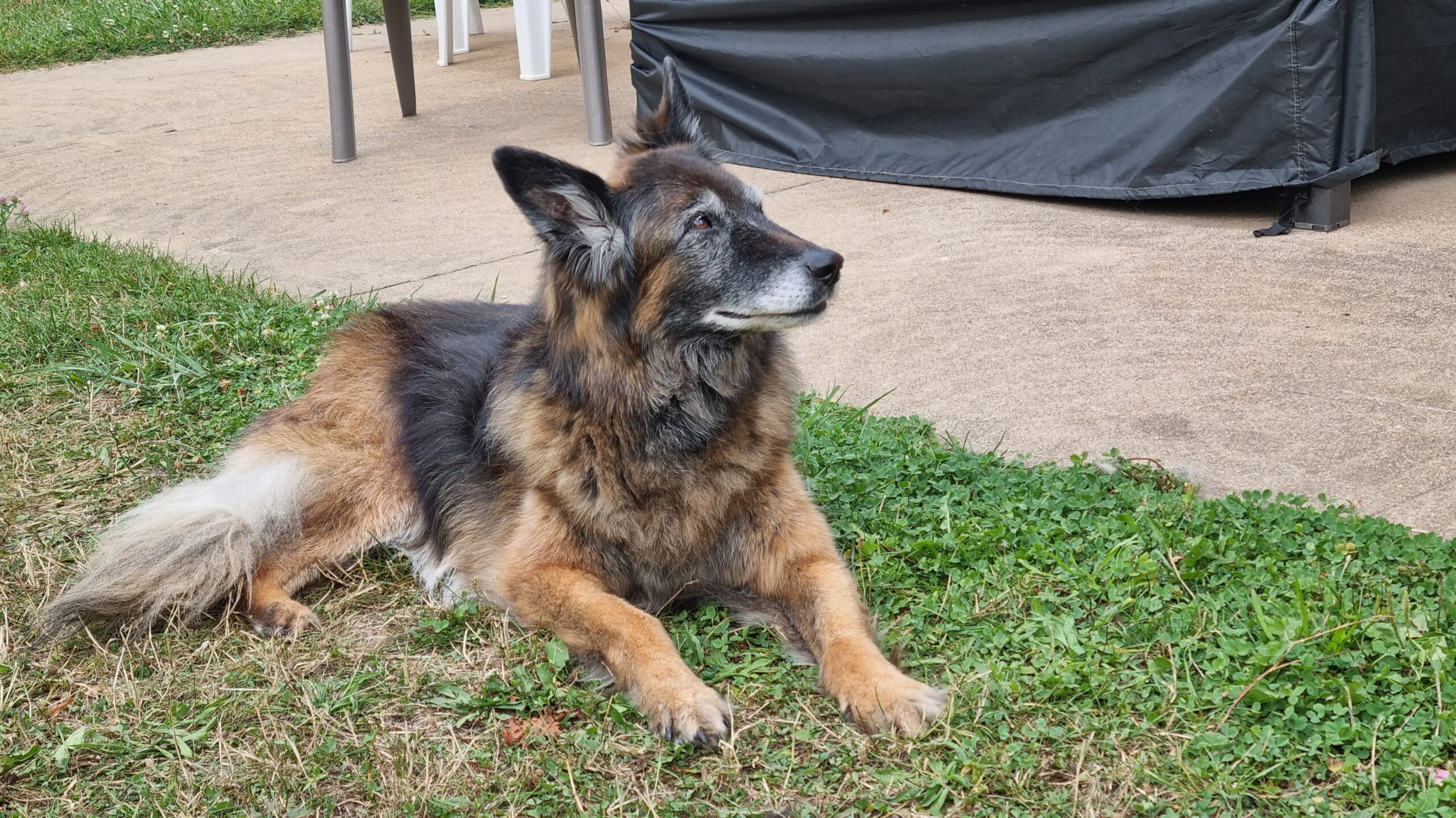 20230819_075224 Ma chienne Missie