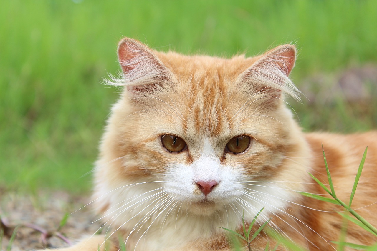 Cat sitting
