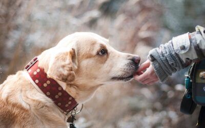 Educateur canin ou comportementaliste ? Qui choisir ?