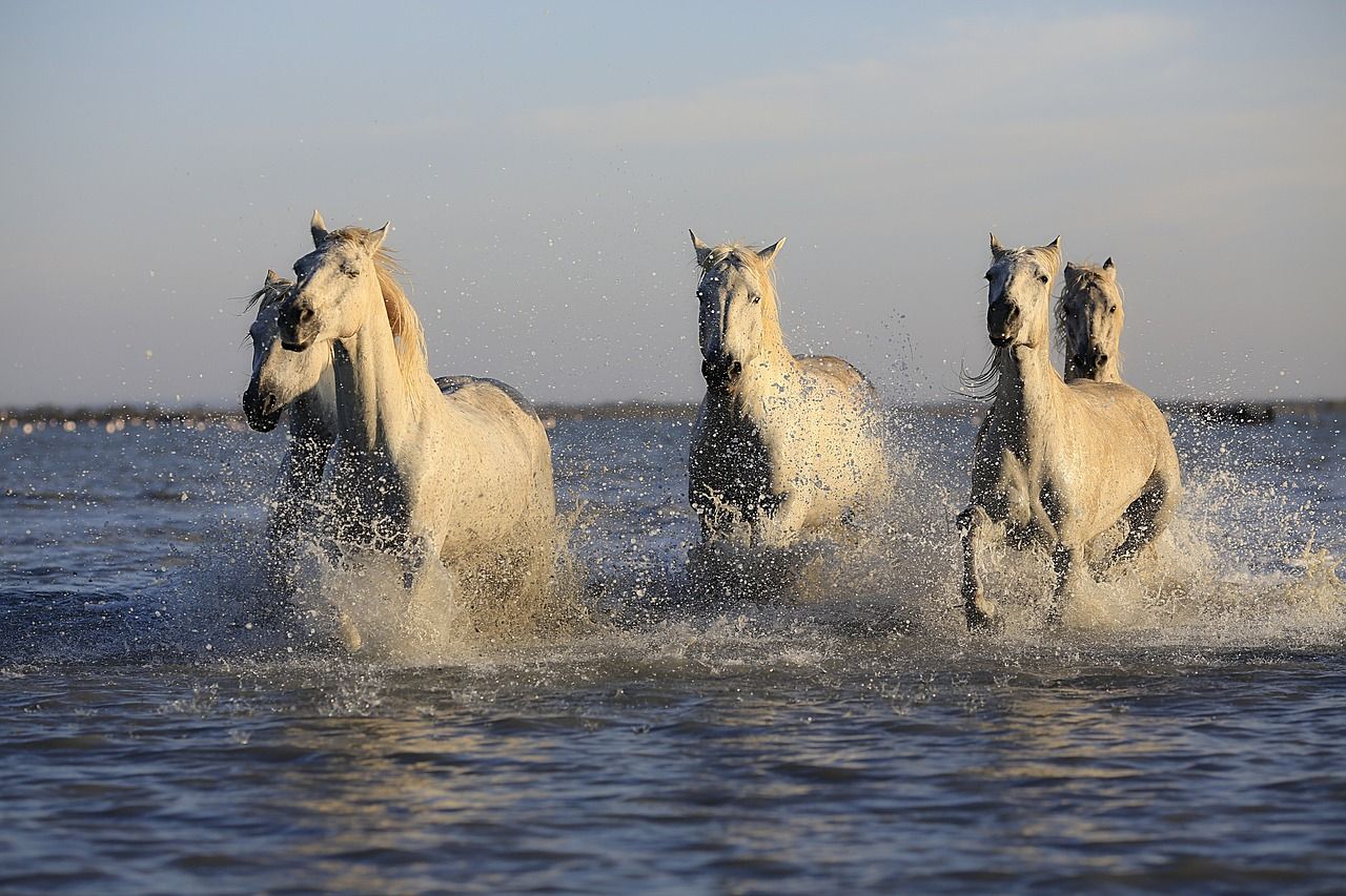 Chevaux galopant dans la mer