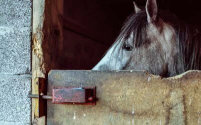 Chevaux et stéréotypies : Comprendre les comportements répétitifs pour mieux les gérer