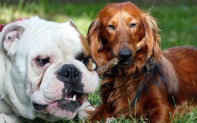 Accueillir un second chien