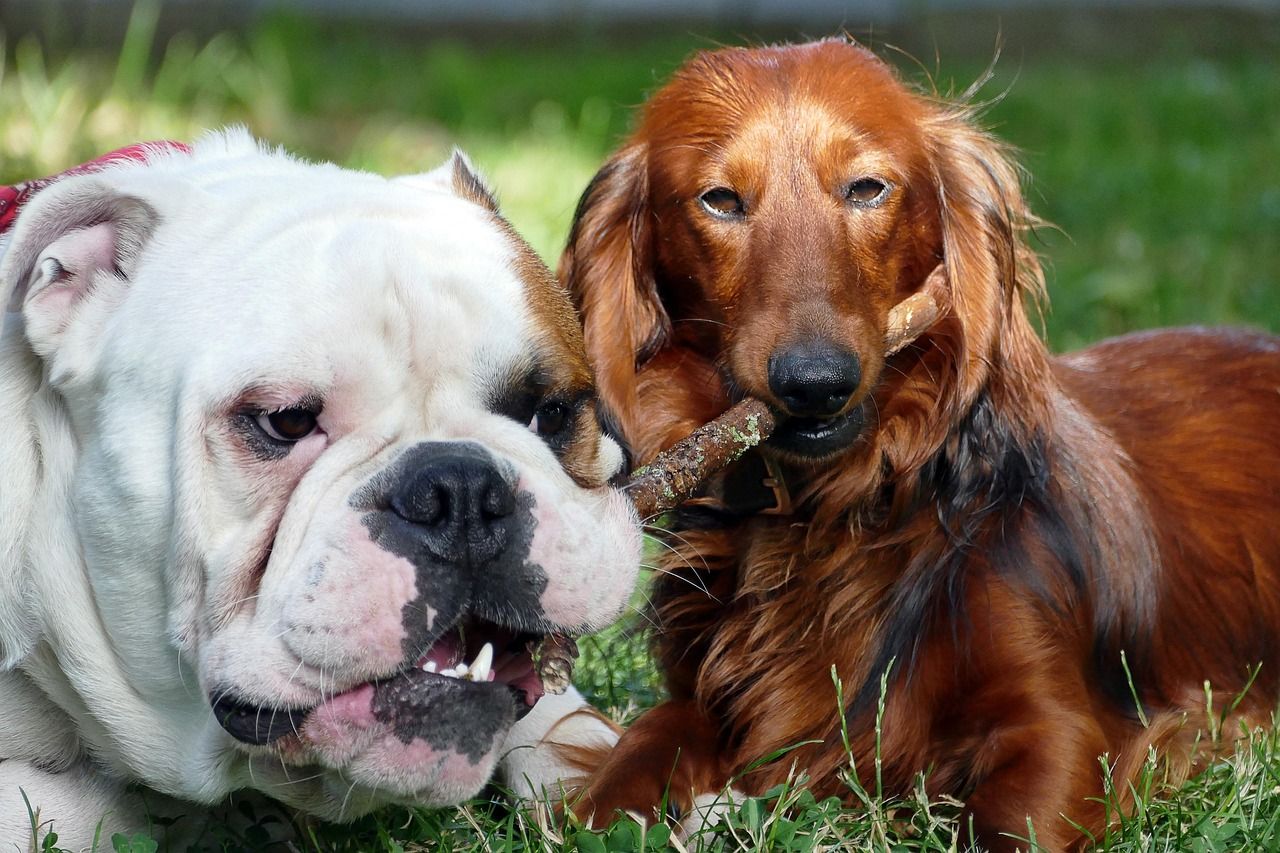 2 chiens jouant