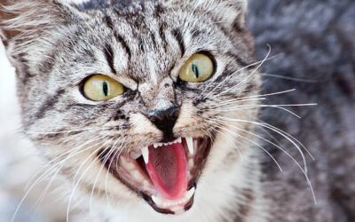 L&rsquo;agressivité chez le chat